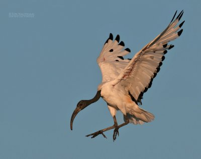 Heilige Ibis - Sacred Ibis - Threskiornis Aethiopicus