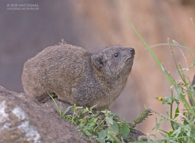 Johnstons Klipdas - Rock Hyrax - Procavia capensis