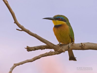 Dwerg bijeneter - Little bee-eater - Merops pusillus