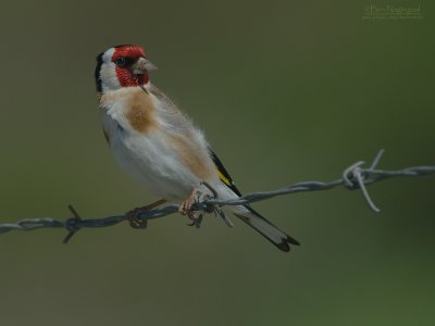 Putter - Goldfinch - Carduelis carduelis