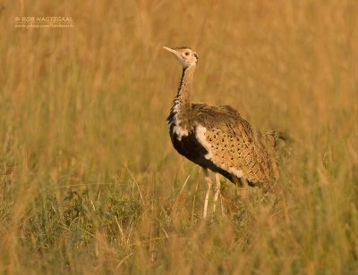Zwartbuiktrap - Black-bellied Bustard - Lissotis melanogaster