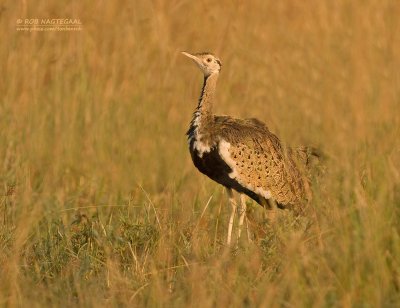 Zwartbuiktrap - Black-bellied Bustard  - Lissotis melanogaster