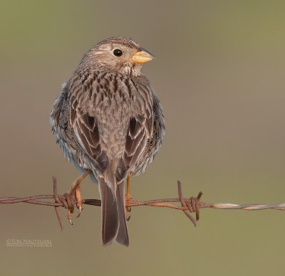 Grauwe Gors - Corn Bunting - Emberiza calandra