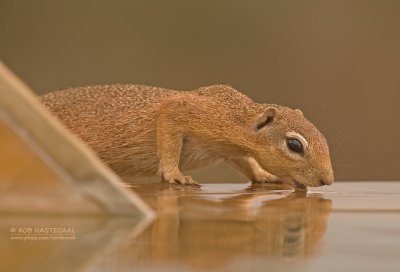 Afrikaanse Grondeekhoorn - Unstriped Ground Squirrel - Xerus rutilus