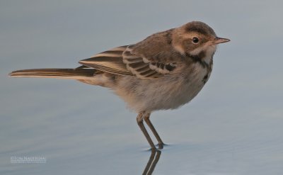 Gele Kwikstaart - Blue-headed Wagtail - Motacilla flava