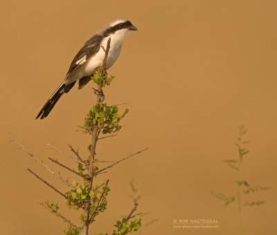Grijsrug-klapekster - Grey-backed Fiscal - Lanius excubitoroides
