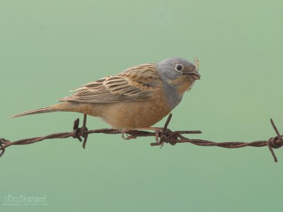 Bruinkeelortolaan - Cretzschmar's Bunting - Emberiza caesia