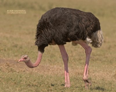 Struisvogel - Ostrich - Struthio camelus massaicus