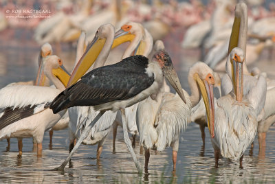 Afrikaanse Maraboe - Marabou Stork - Leptoptilos crumeniferus