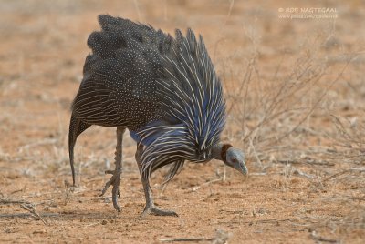 Gierparelhoen - Vulturine Guineafowl - Acryllium vulturinum