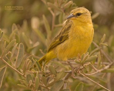 Taveta-wever - Taveta Golden-Weaver - Ploceus castaneiceps