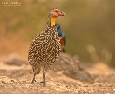 Geelkeelfrankolijn - Yellow-necked Francolin - Francolinus leucoscepus