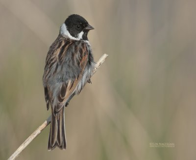 Rietgors - Reed bunting - Emberiza schoeniclus