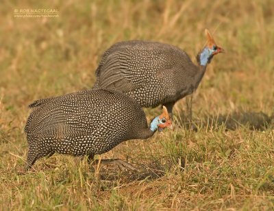 Helmparelhoen - Helmeted guineafowl - Numida meleagris