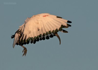 Heilige Ibis - Sacred Ibis - Threskiornis Aethiopicus