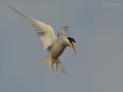 Dwergstern - Little Tern - Sterna albifrons