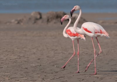 Flamingo - Greater Flamingo - Phoenicopterus roseus