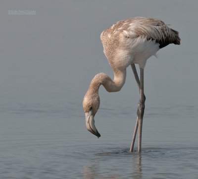 Flamingo - Greater Flamingo - Phoenicopterus roseus