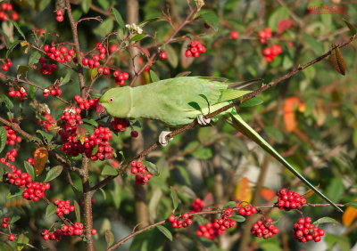 Halsbandparkiet - Ring-Necked Parakeet - Psittacula krameri