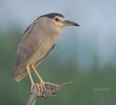 Kwak - Blackcrowned Night-heron - Nycticorax nycticorax