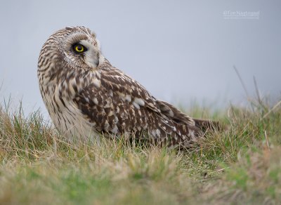 Velduil - Short-eared Owl - Asio flammeus