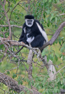 Black and white Colobus monkey - Oosterlijke Franjeaap - Colobus angolensis