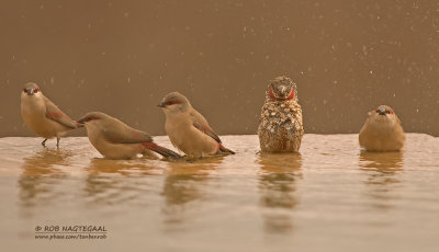 Teugelastrild - Crimson-rumped Waxbill - Estrilda rhodopyga &  Bandvink - Cut-throat finch - Amadina fasciata