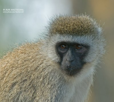 Groene meerkat - Black-Faced Vervet Monkey - Chlorocebus pygerythrus 