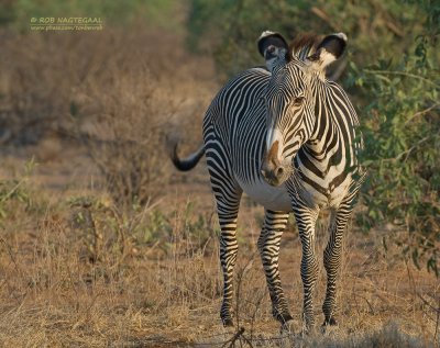 Grévy's zebra - Grévy's zebra - Equus grevyi