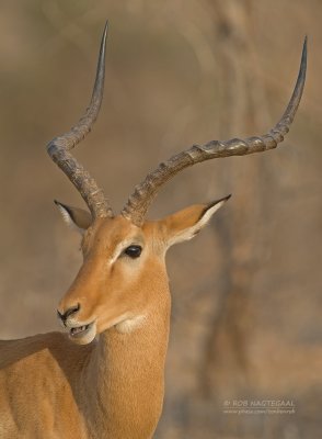 Impala - Impala - Aepyceros melampu