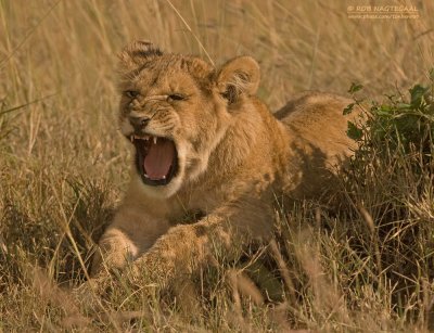 Oost-Afrikaanse Leeuw - Masai Lion - Panthera leo nubica