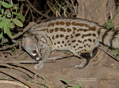 Gewone genetkat - Common Genet - Genetta genetta