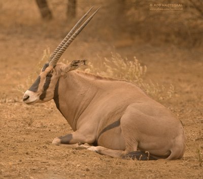 Kwastoorspiesbok - Fringe-eared oryx - Oryx gazella callotis