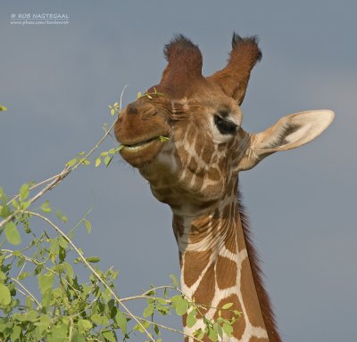 Netgiraffe - Reticulated Giraffe - Giraffa camelopardalis reticulata