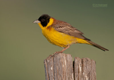 Zwartkopgors - Black-headed Bunting - Emberiza melanocephala