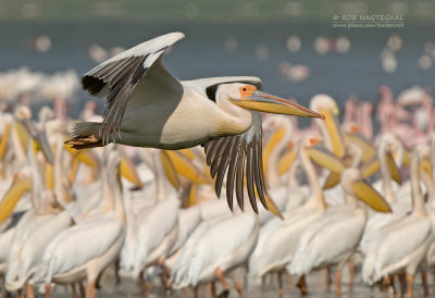 Roze Pelikaan - Great White Pelican - Pelecanus onocrotalus