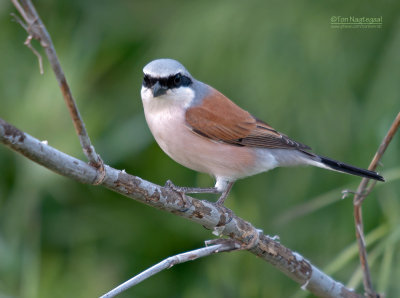 Grauwe Klauwier - Red-backed Shrike - Lanius collurio