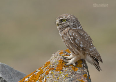 Steenuil - Little Owl - Athene noctua indigena