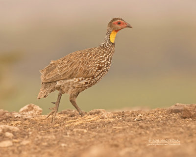 Geelkeelfrankolijn - Yellow-necked Francolin - Francolinus leucoscepus