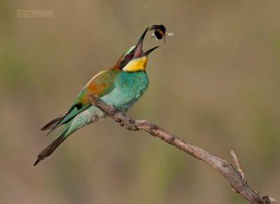 Europese Bijeneter - European Bee-eater - Merops apiaster