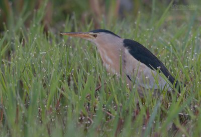 Woudaap - Little Bittern - Ixobrychus minutus