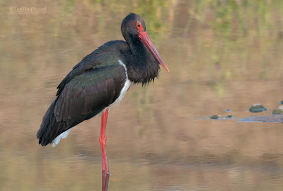 Zwarte Ooievaar - Black Stork - Ciconia nigra