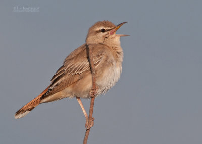 Rosse Waaierstaart - Rufous Bush Robin - Cercotrichas galactotes