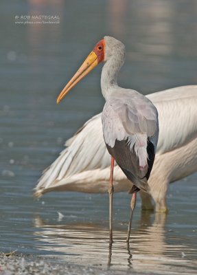 Afrikaanse Nimmerzat - Yellow-billed Stork - Mycteria ibis