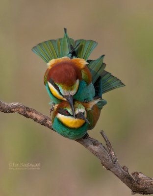 Europese Bijeneter - European Bee-eater - Merops apiaster