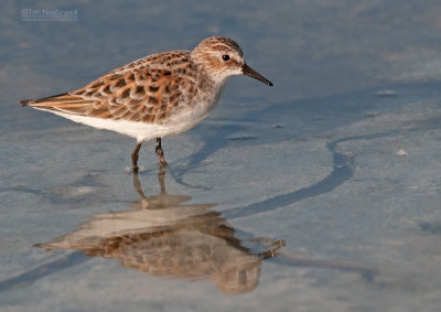 Kleine Strandloper - Little Stint - Calidris minuta