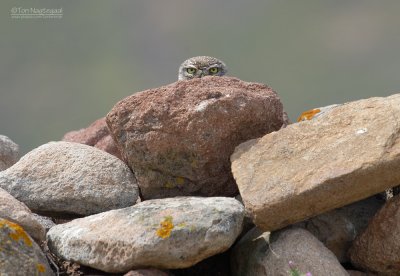 Steenuil - Little Owl - Athene noctua indigena