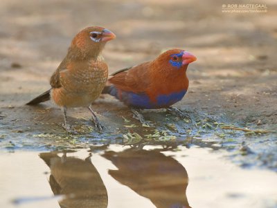 Blauwbuik-granaatastrild - Purple Grenadier - Granatina ianthinogaster