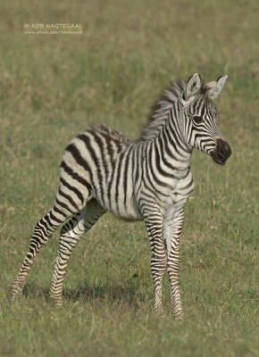 Steppe Zebra - Plains Zebra - Equus quagga