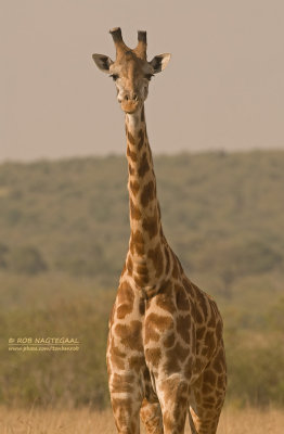 Masai giraf - Masai giraffe - Giraffa camelopardalis tippelskirchi